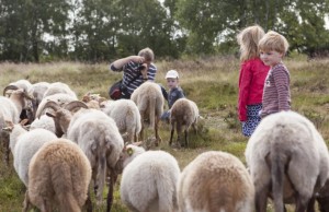 SSchaapskudde op de Borkeld